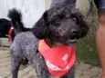 Cachorro raça Poodle  idade 2 anos nome Tob 