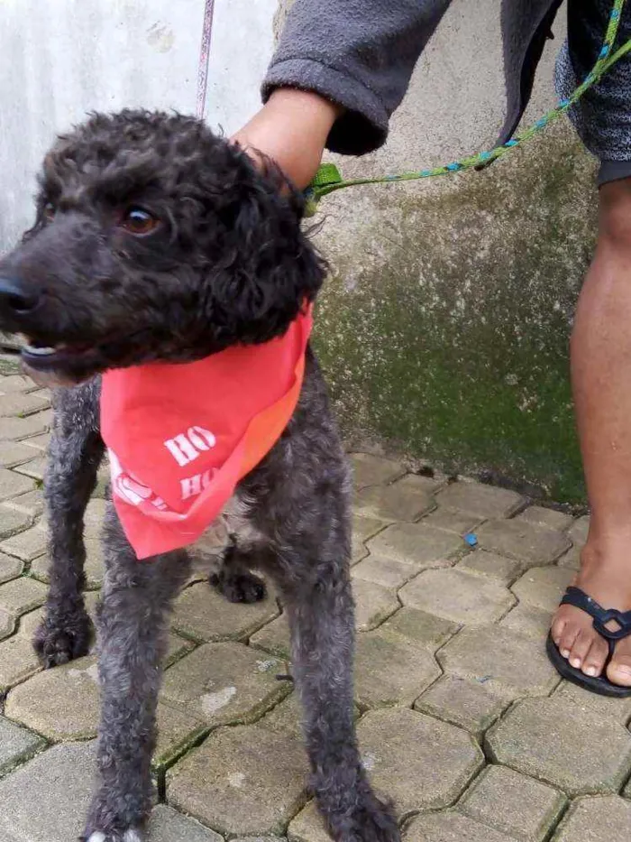 Cachorro raça Poodle  idade 2 anos nome Tob 