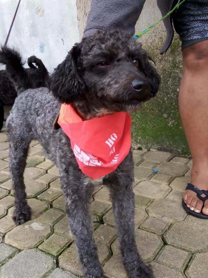 Cachorro raça Poodle  idade 2 anos nome Tob 