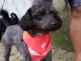 Cachorro raça Poodle  idade 2 anos nome Tob 