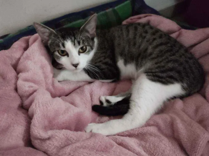 Gato raça Srd idade 2 a 6 meses nome Shanti