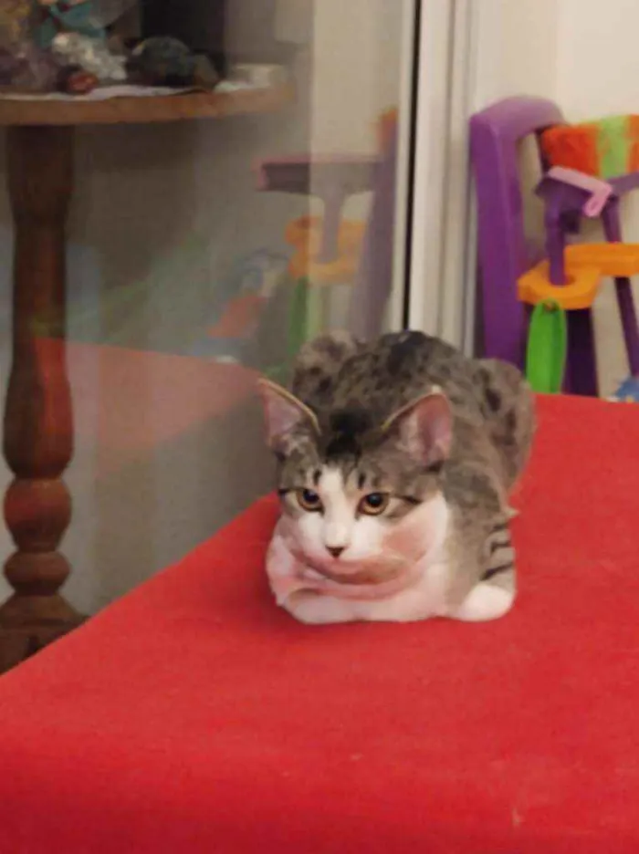 Gato raça Srd idade 2 a 6 meses nome Shanti