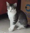 Gato raça Srd idade 2 a 6 meses nome Shanti