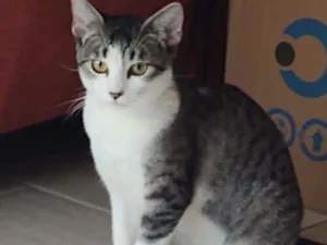 Gato raça Srd idade 2 a 6 meses nome Shanti