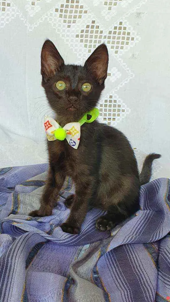 Gato ra a SRD idade 2 a 6 meses nome SMITH 