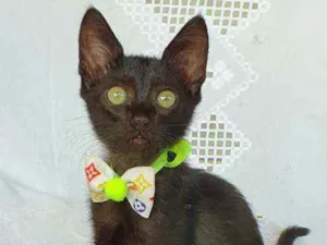 Gato raça SRD idade 2 a 6 meses nome SMITH 