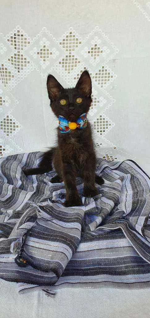 Gato ra a SRD idade 2 a 6 meses nome LATRELL 