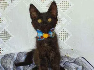Gato raça SRD idade 2 a 6 meses nome LATRELL 