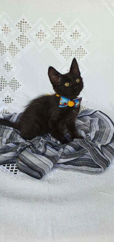 Gato ra a SRD idade 2 a 6 meses nome LATRELL 