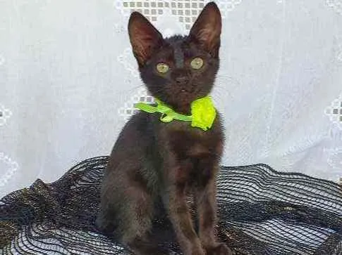 Gato ra a SRD idade Abaixo de 2 meses nome LOUI