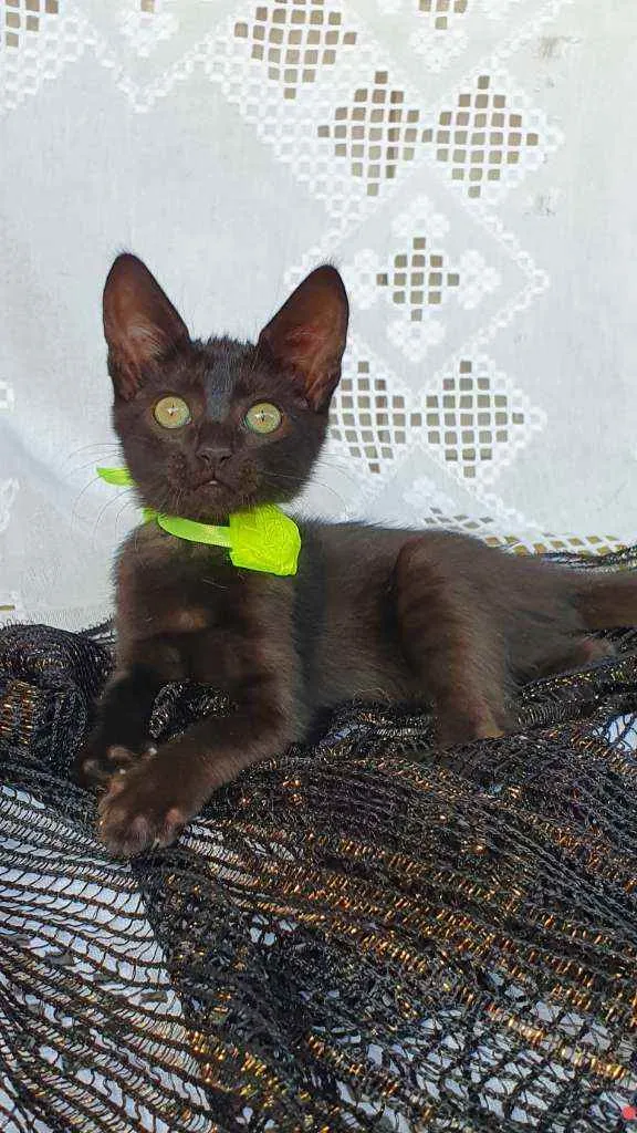 Gato ra a SRD idade Abaixo de 2 meses nome LOUI