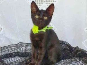 Gato raça SRD idade Abaixo de 2 meses nome LOUI