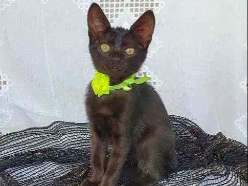 Gato ra a SRD idade Abaixo de 2 meses nome LOUI