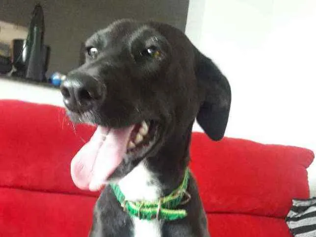 Cachorro ra a SRD idade 7 a 11 meses nome CADELA FILHOTE