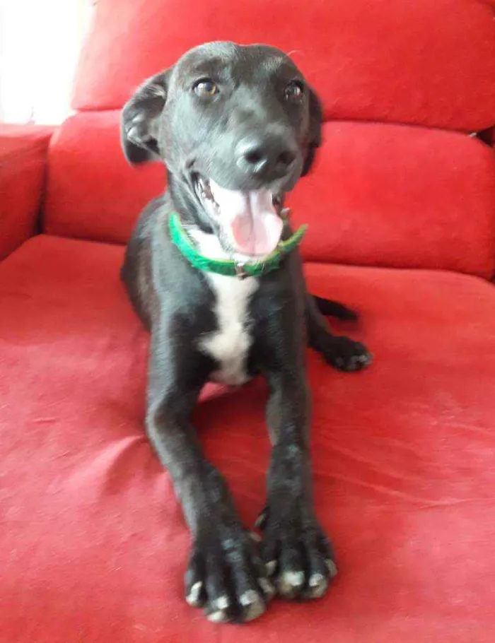 Cachorro ra a SRD idade 7 a 11 meses nome CADELA FILHOTE