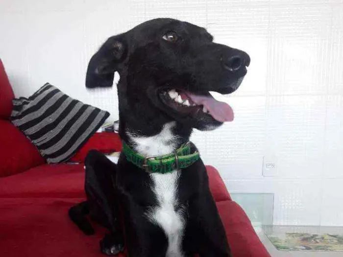 Cachorro ra a SRD idade 7 a 11 meses nome CADELA FILHOTE