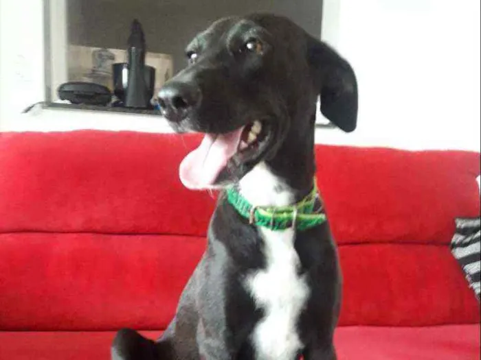 Cachorro ra a SRD idade 7 a 11 meses nome CADELA FILHOTE