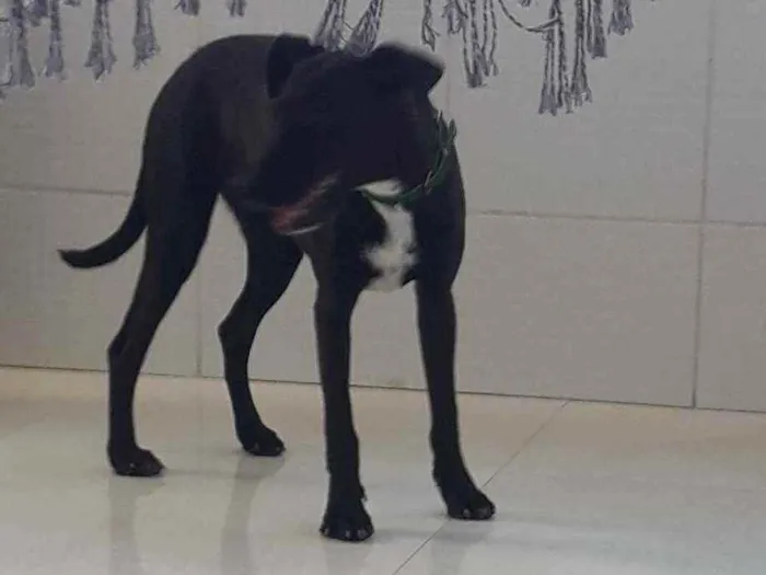 Cachorro ra a SRD idade 7 a 11 meses nome CADELA FILHOTE