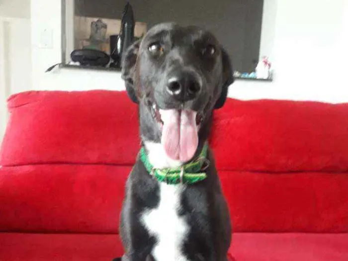 Cachorro ra a SRD idade 7 a 11 meses nome CADELA FILHOTE