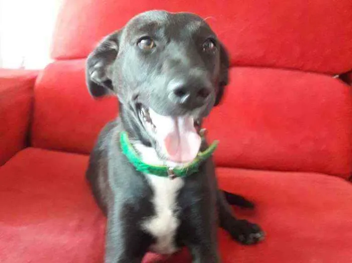 Cachorro ra a SRD idade 7 a 11 meses nome CADELA FILHOTE