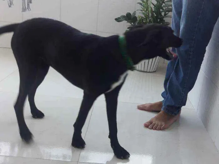 Cachorro ra a SRD idade 7 a 11 meses nome CADELA FILHOTE