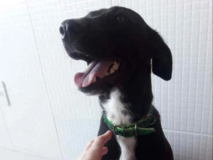 Cachorro ra a SRD idade 7 a 11 meses nome CADELA FILHOTE