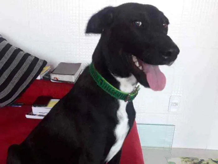 Cachorro ra a SRD idade 7 a 11 meses nome CADELA FILHOTE