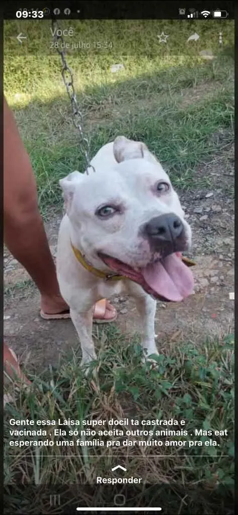 Cachorro raça Pitbull  idade 2 anos nome Layza castrada 