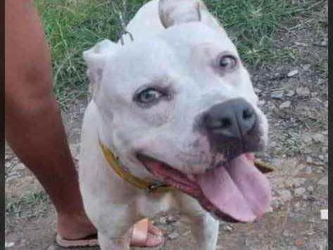 Cachorro raça Pitbull  idade 2 anos nome Layza castrada 