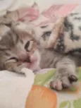 eli
