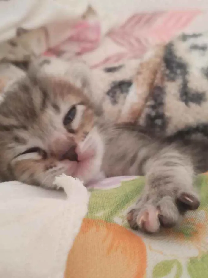 Gato ra a vira lata idade Abaixo de 2 meses nome eli