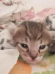 eli