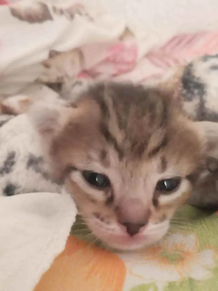 Gato ra a vira lata idade Abaixo de 2 meses nome eli