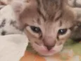 eli