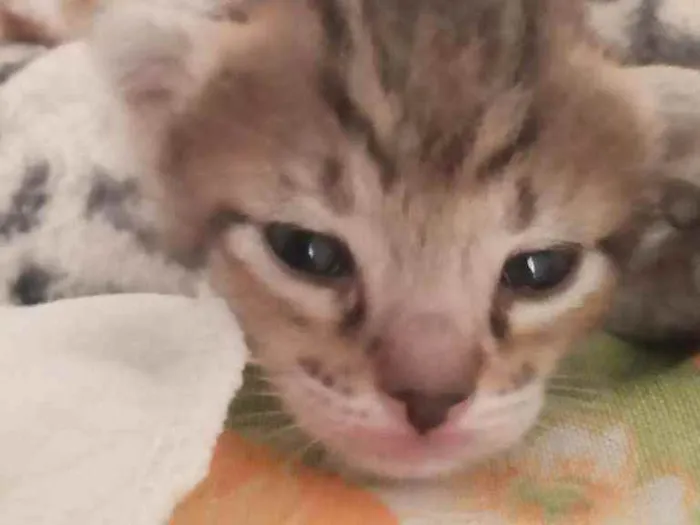 Gato ra a vira lata idade Abaixo de 2 meses nome eli