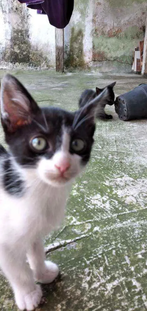 Gato ra a Mista idade Abaixo de 2 meses nome Gatinhos