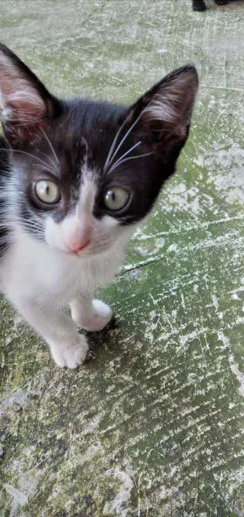 Gato ra a Mista idade Abaixo de 2 meses nome Gatinhos