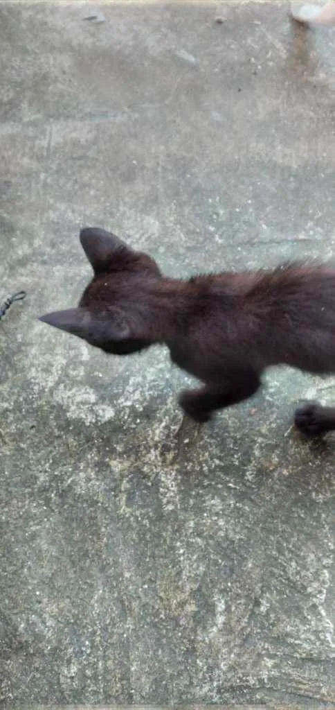 Gato ra a Mista idade Abaixo de 2 meses nome Gatinhos