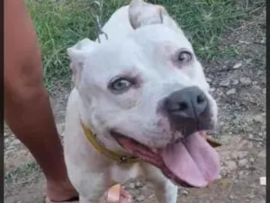 Cachorro raça Pitbull  idade 2 anos nome Layza castrada 