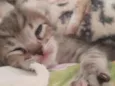 eli