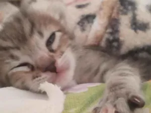 Gato raça vira lata idade Abaixo de 2 meses nome eli