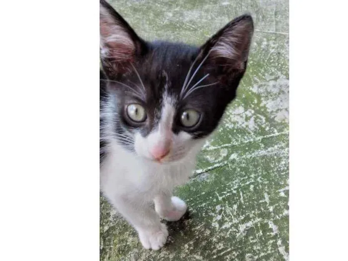 Gato ra a Mista idade Abaixo de 2 meses nome Gatinhos