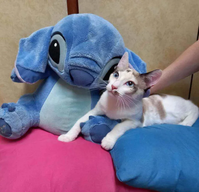 Gato raça Siamesa idade 2 a 6 meses nome Anny