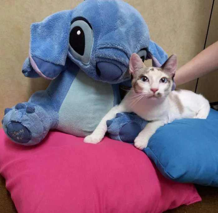 Gato raça Siamesa idade 2 a 6 meses nome Anny
