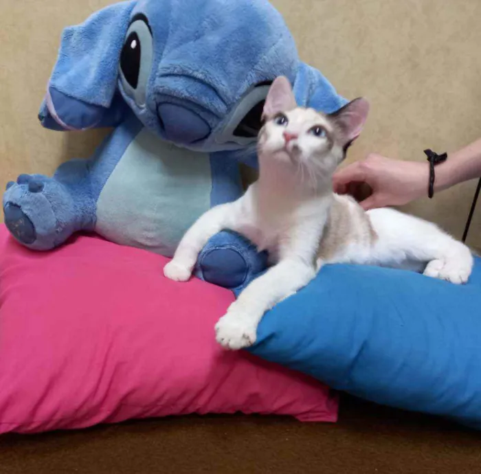 Gato raça Siamesa idade 2 a 6 meses nome Anny