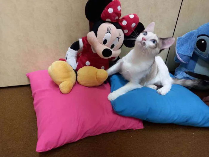Gato raça Siamesa idade 2 a 6 meses nome Anny