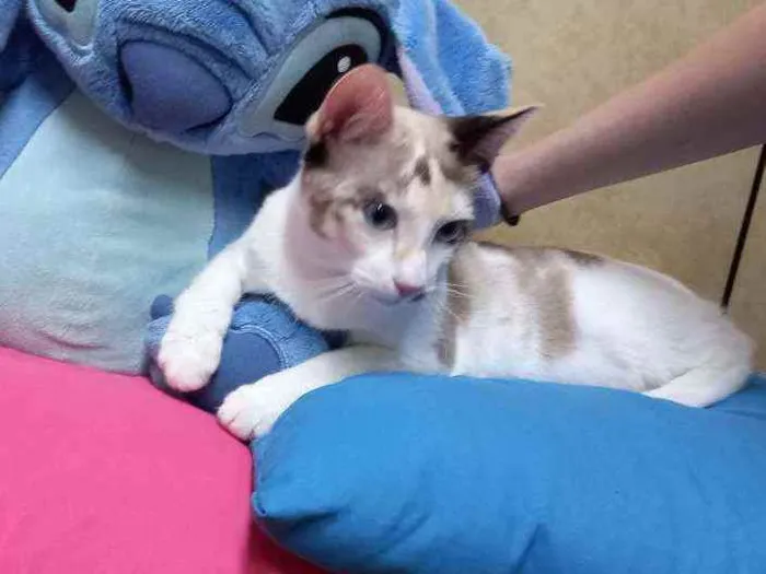 Gato raça Siamesa idade 2 a 6 meses nome Anny