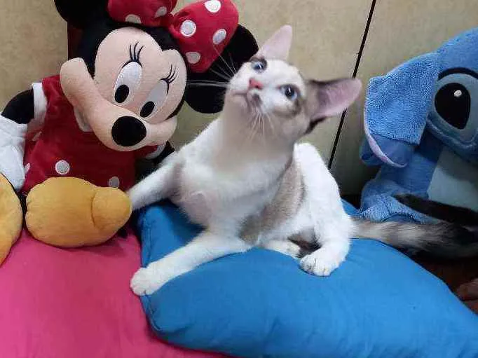 Gato raça Siamesa idade 2 a 6 meses nome Anny