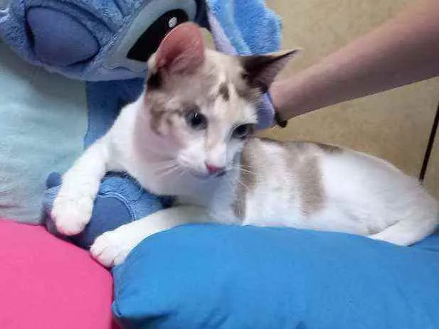 Gato raça Siamesa idade 2 a 6 meses nome Anny