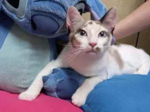 Gato raça Siamesa idade 2 a 6 meses nome Anny